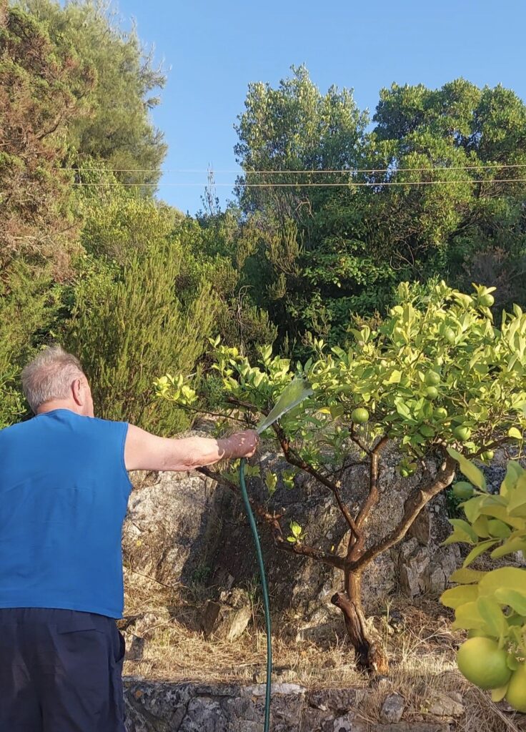 Dalmatinac u svom vrtu na otoku Vis zalijeva limune