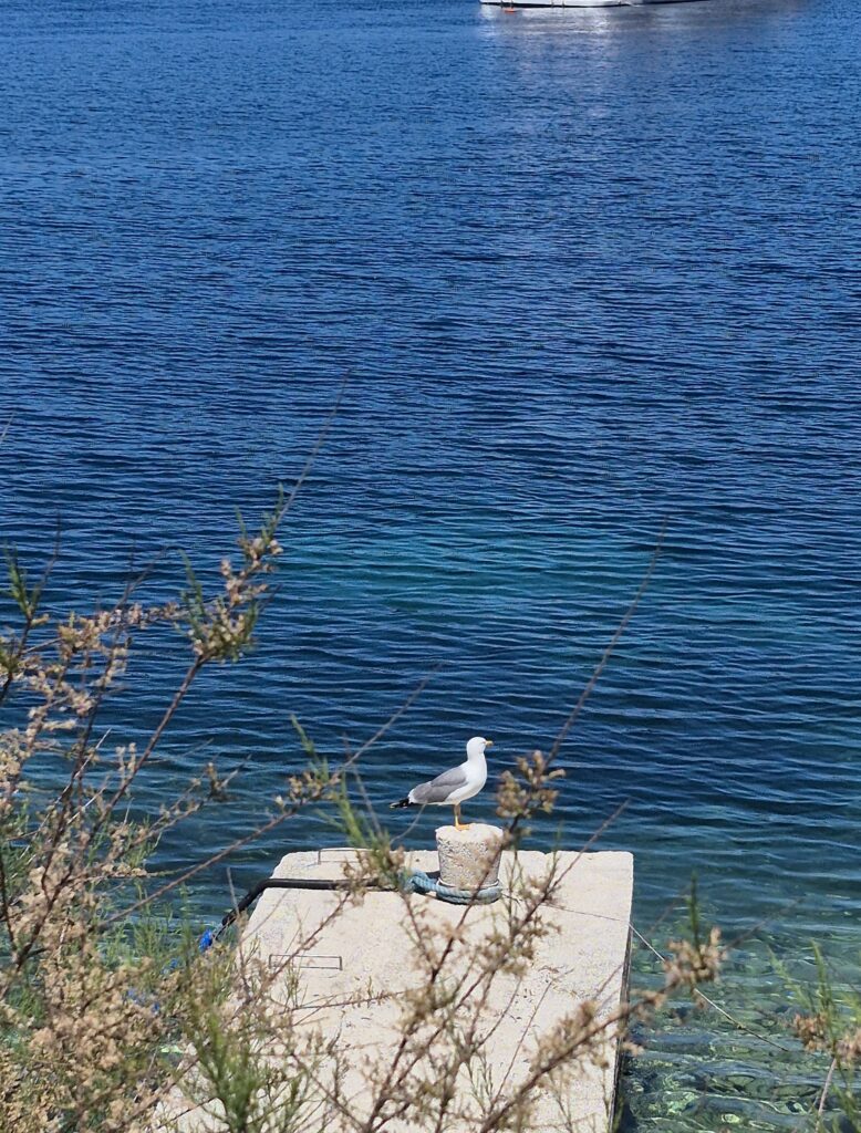 galeb uz more, otok Vis, Dalmacija