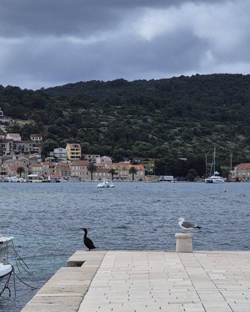 galeb i gnjurac uz more, Dalmacija, otok Vis